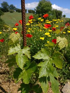 Vite di Pugnitello con fiori